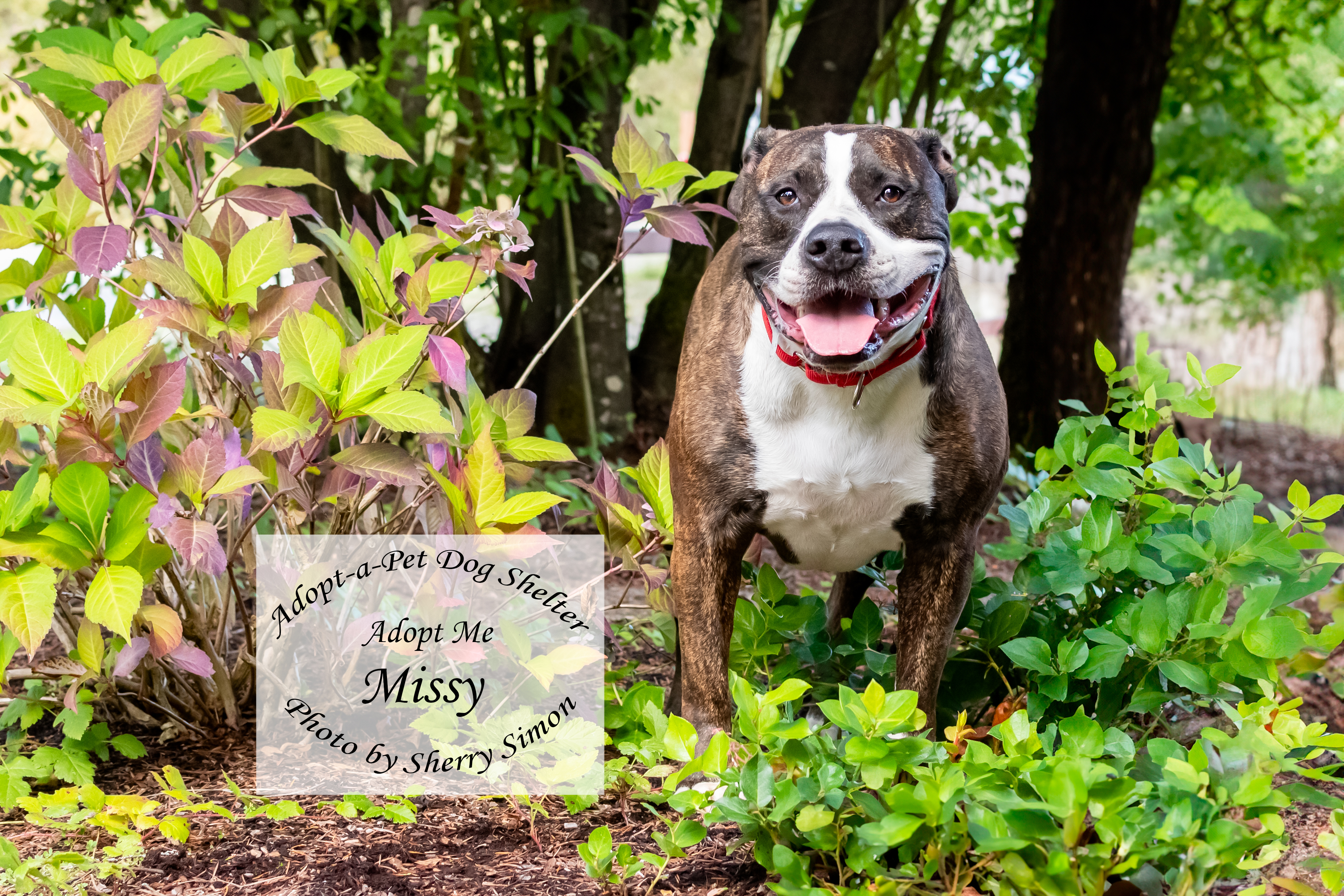 MISSY, an adoptable Pit Bull Terrier in Shelton, WA, 98584 | Photo Image 4