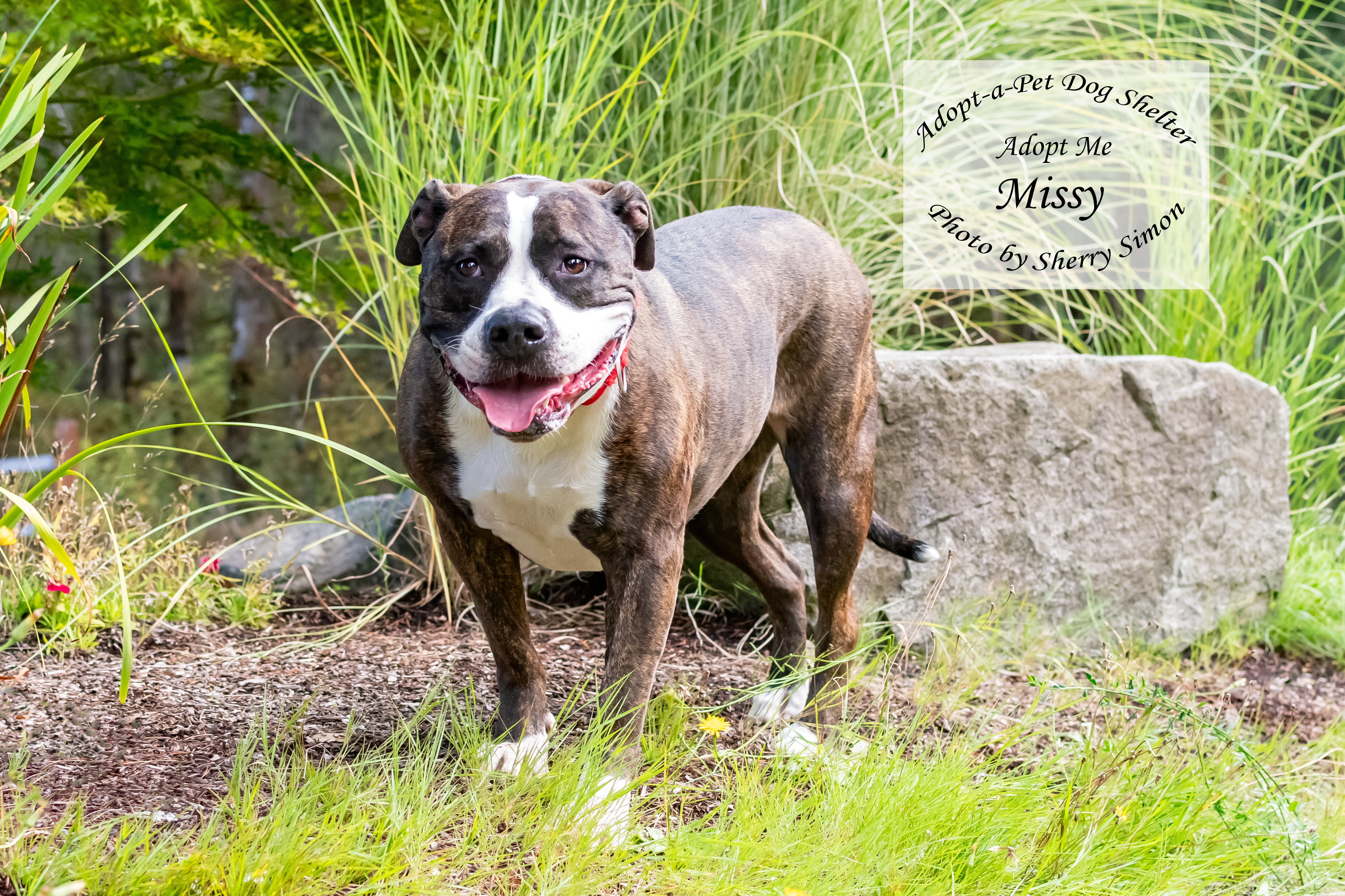 MISSY, an adoptable Pit Bull Terrier in Shelton, WA, 98584 | Photo Image 5