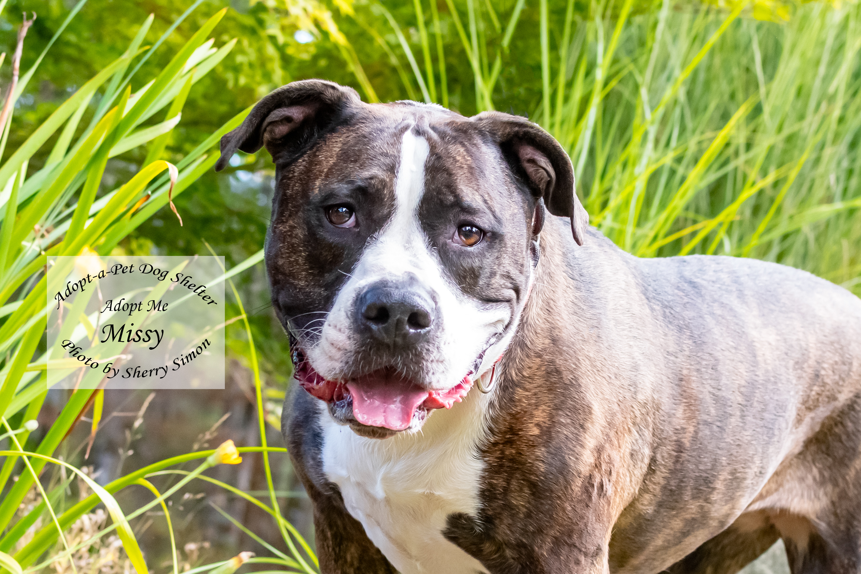 MISSY, an adoptable Pit Bull Terrier in Shelton, WA, 98584 | Photo Image 6