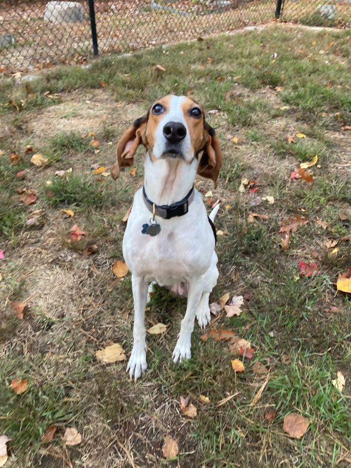 Rose, an adopted Foxhound in Lexington, MA_image-2