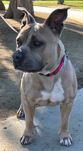 Dog For Adoption Charity A French Bulldog English Bulldog Mix In Los Angeles Ca Petfinder