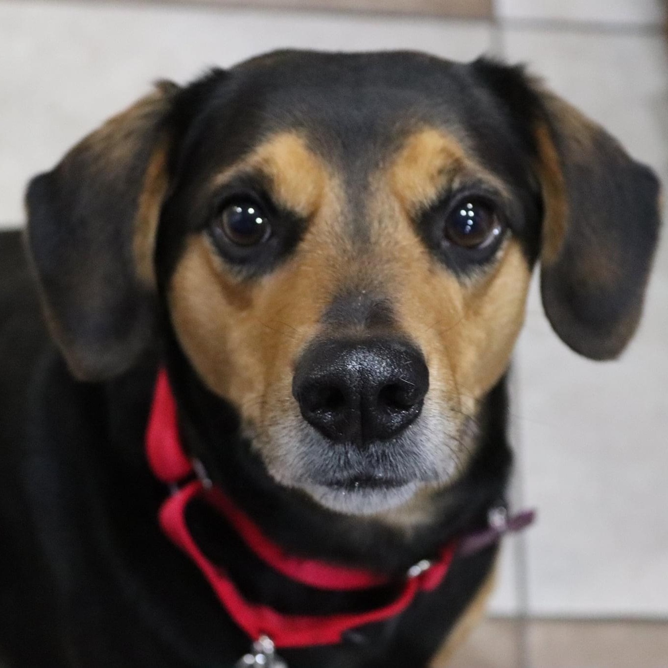 Hebrew, an adoptable Beagle, Manchester Terrier in Springfield, MO, 65804 | Photo Image 2