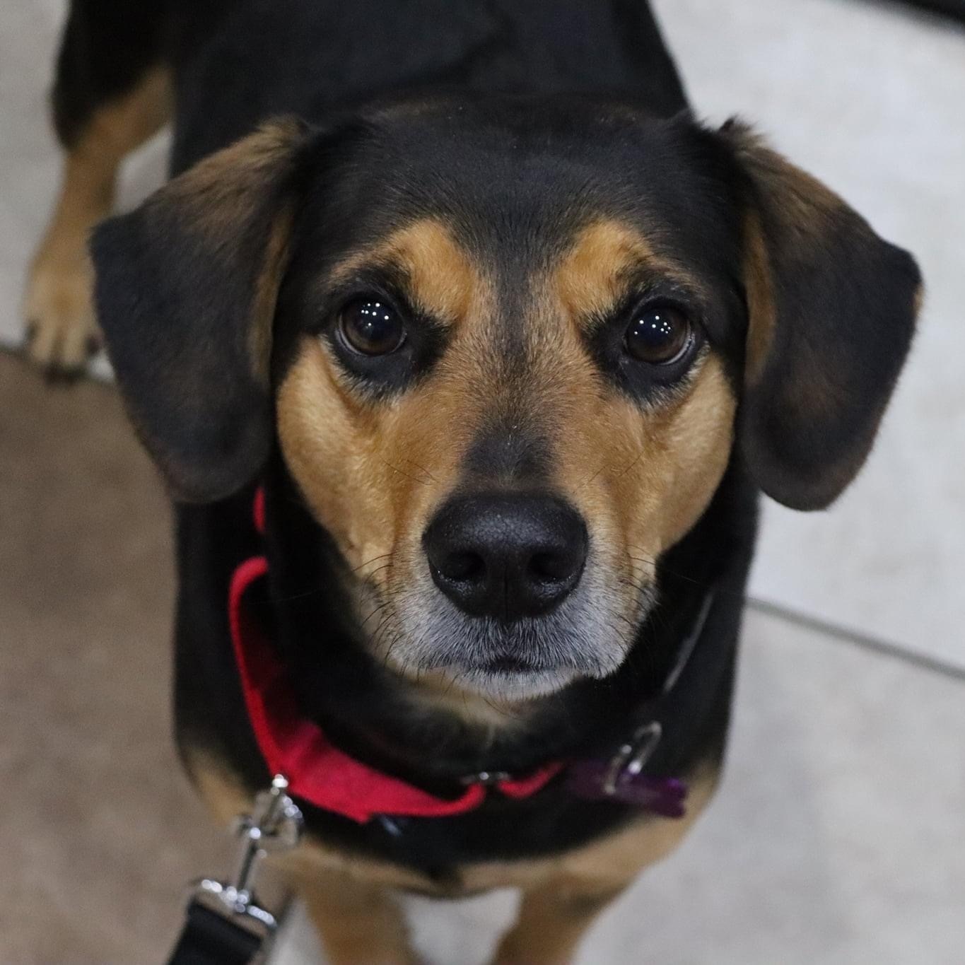 Hebrew, an adoptable Beagle, Manchester Terrier in Springfield, MO, 65804 | Photo Image 3