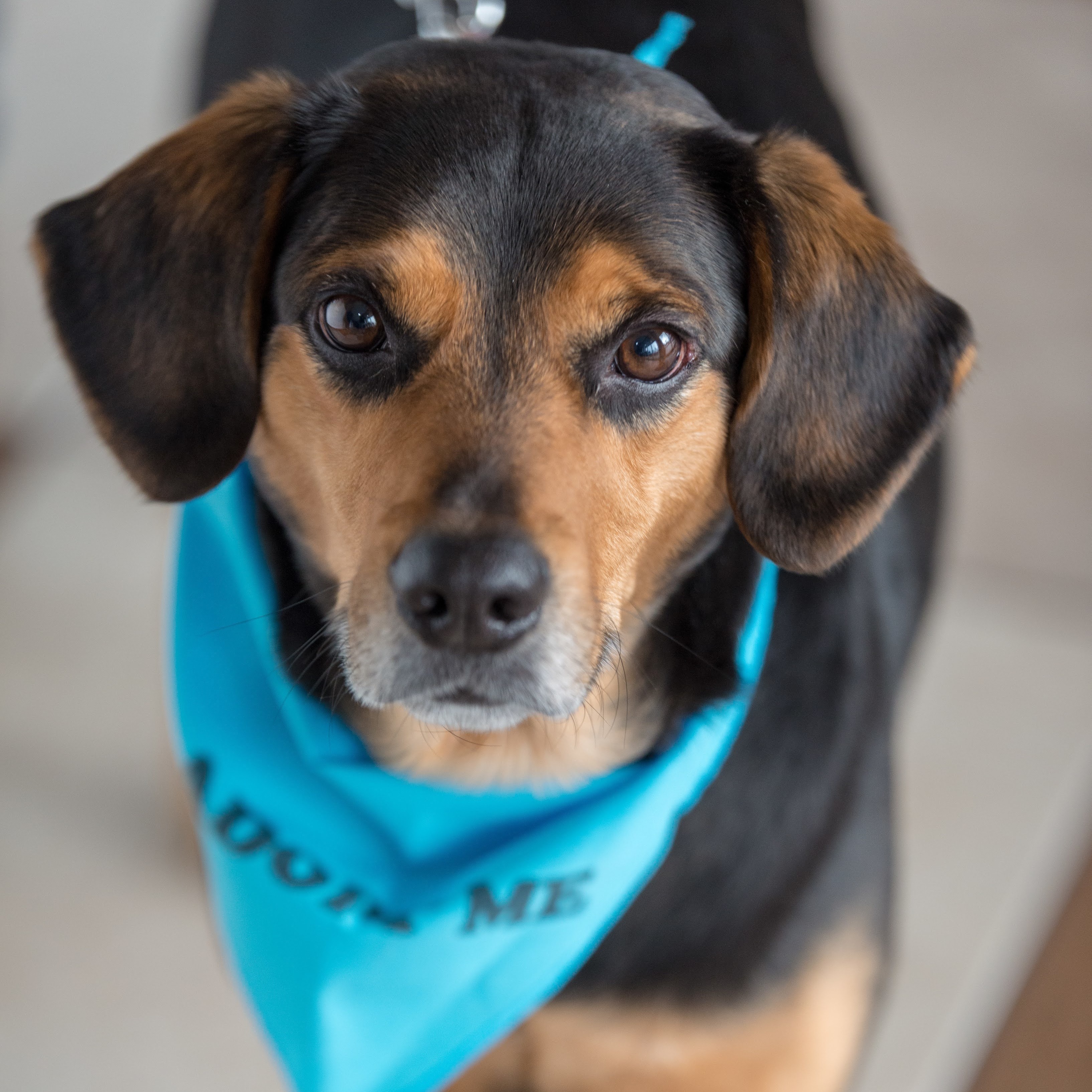 Hebrew, an adoptable Beagle, Manchester Terrier in Springfield, MO, 65804 | Photo Image 4