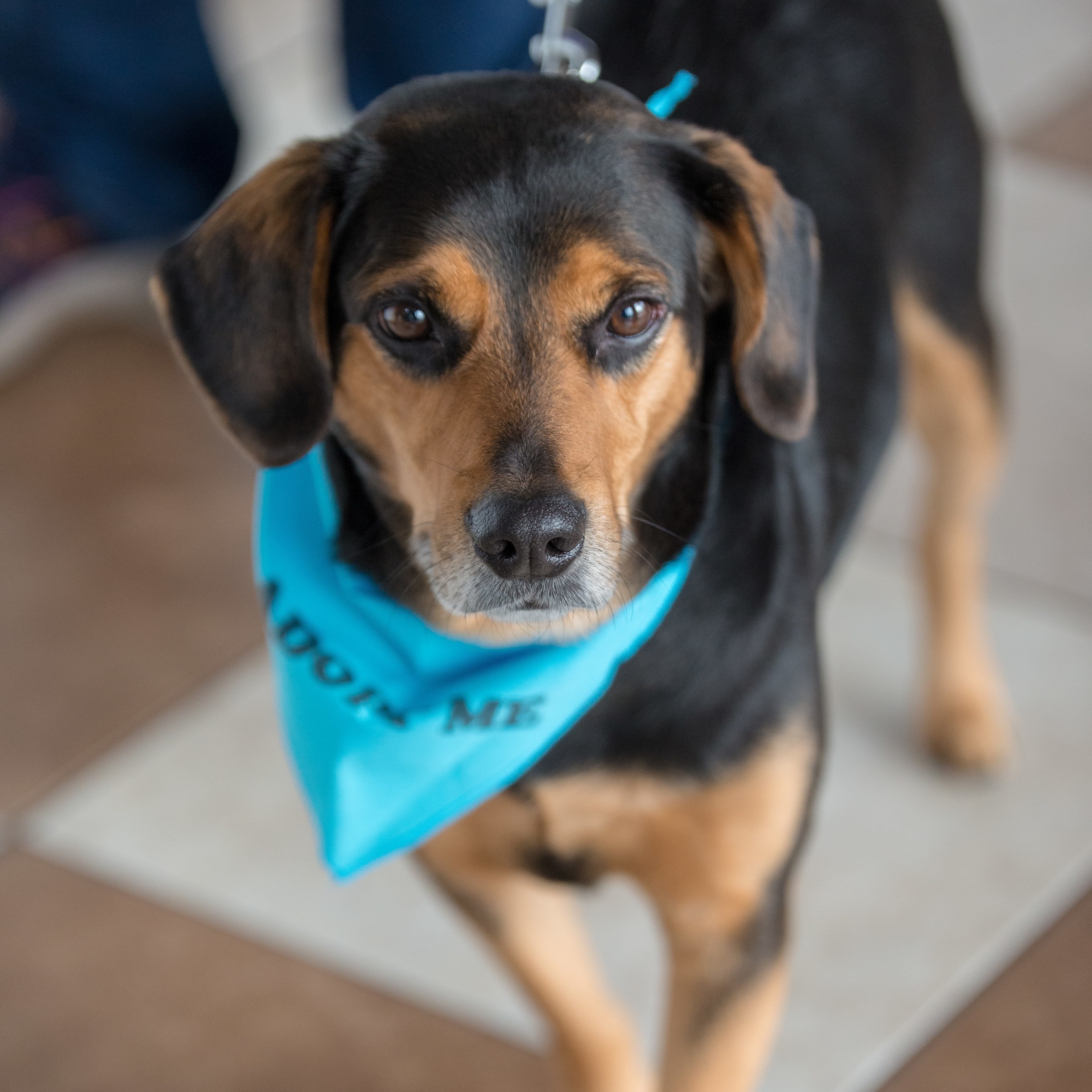 Hebrew, an adoptable Beagle, Manchester Terrier in Springfield, MO, 65804 | Photo Image 5