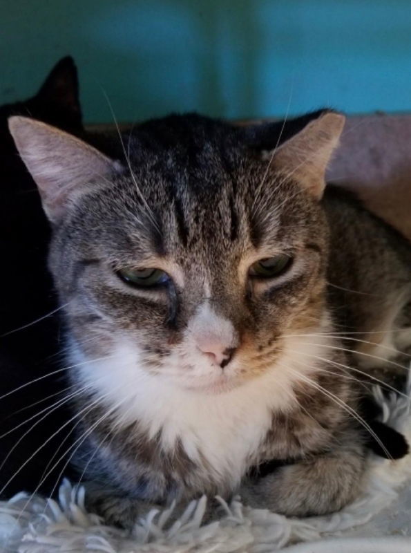 Max, an adoptable American Shorthair in Naples, FL, 34116 | Photo Image 1