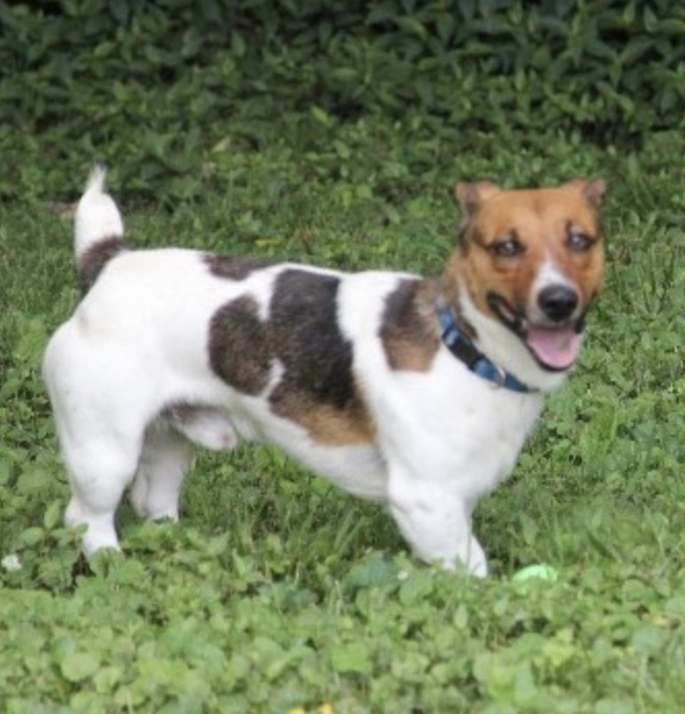 Jack, an adoptable Jack Russell Terrier in Columbia, TN, 38401 | Photo Image 1