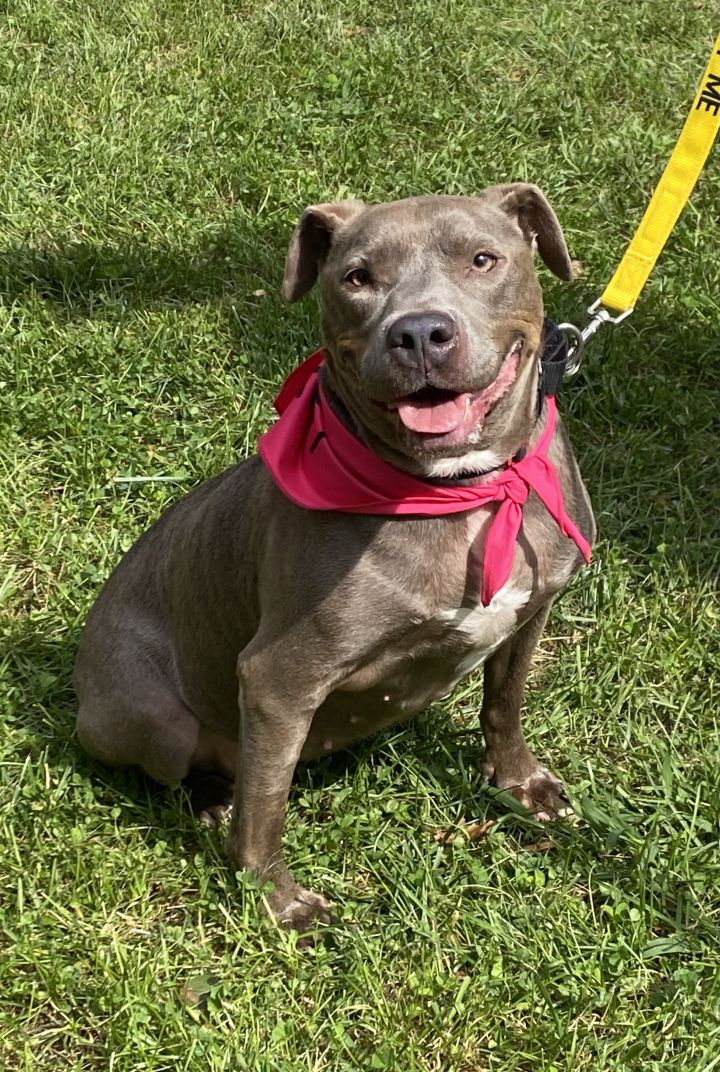 Dog for adoption - JERSEY MAMAS, a Pit Bull Terrier Mix in Las Vegas, NV