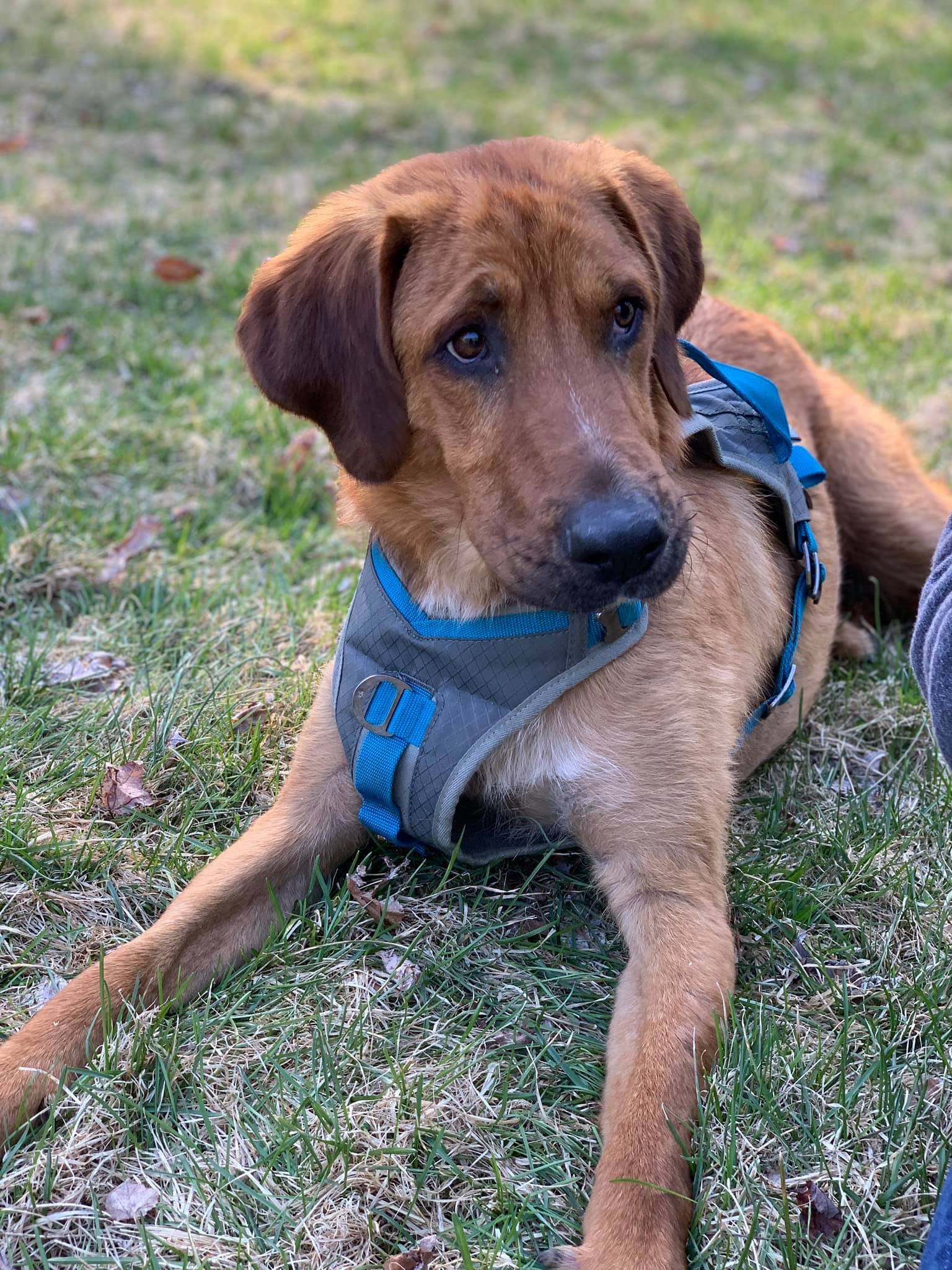 Brody (SC), an adoptable Labrador Retriever, Bloodhound in New York, NY, 10075 | Photo Image 3
