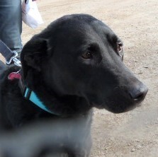 Kaia, an adopted Black Labrador Retriever in Golden, CO_image-2