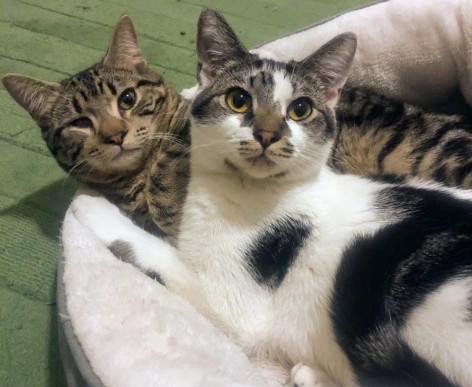Geppetto and Figaro, an adopted Domestic Short Hair in Berkeley, CA_image-1