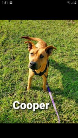 Dog For Adoption Cooper A Shepherd Mix In Marianna Fl Petfinder