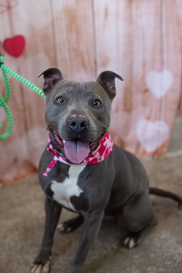 BRISTOL, an adoptable Pit Bull Terrier in Lancaster, SC, 29720 | Photo Image 3