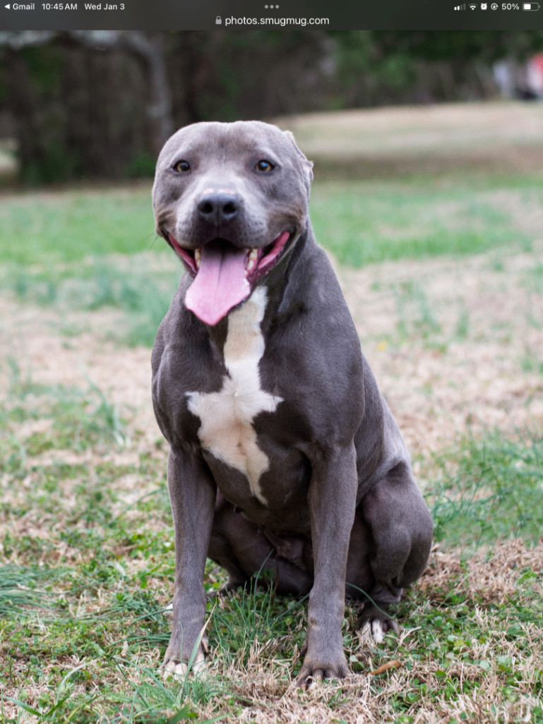 Bristol, an adoptable Pit Bull Terrier in Lancaster, SC, 29720 | Photo Image 4