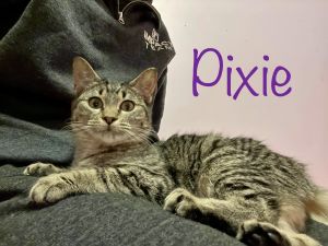 Pixie/Poppy