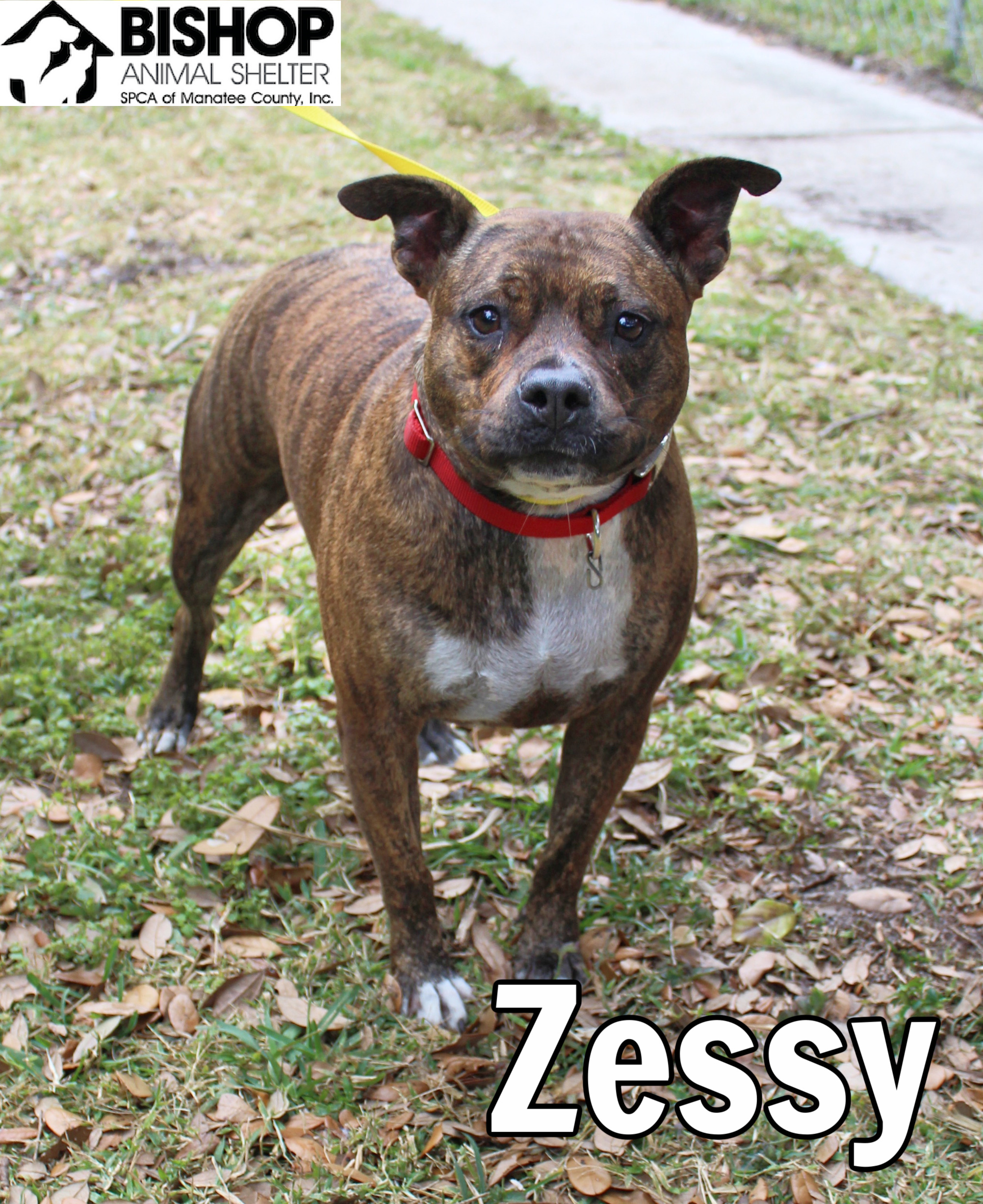 Zessy, an adoptable Mixed Breed in Bradenton, FL, 34209 | Photo Image 2