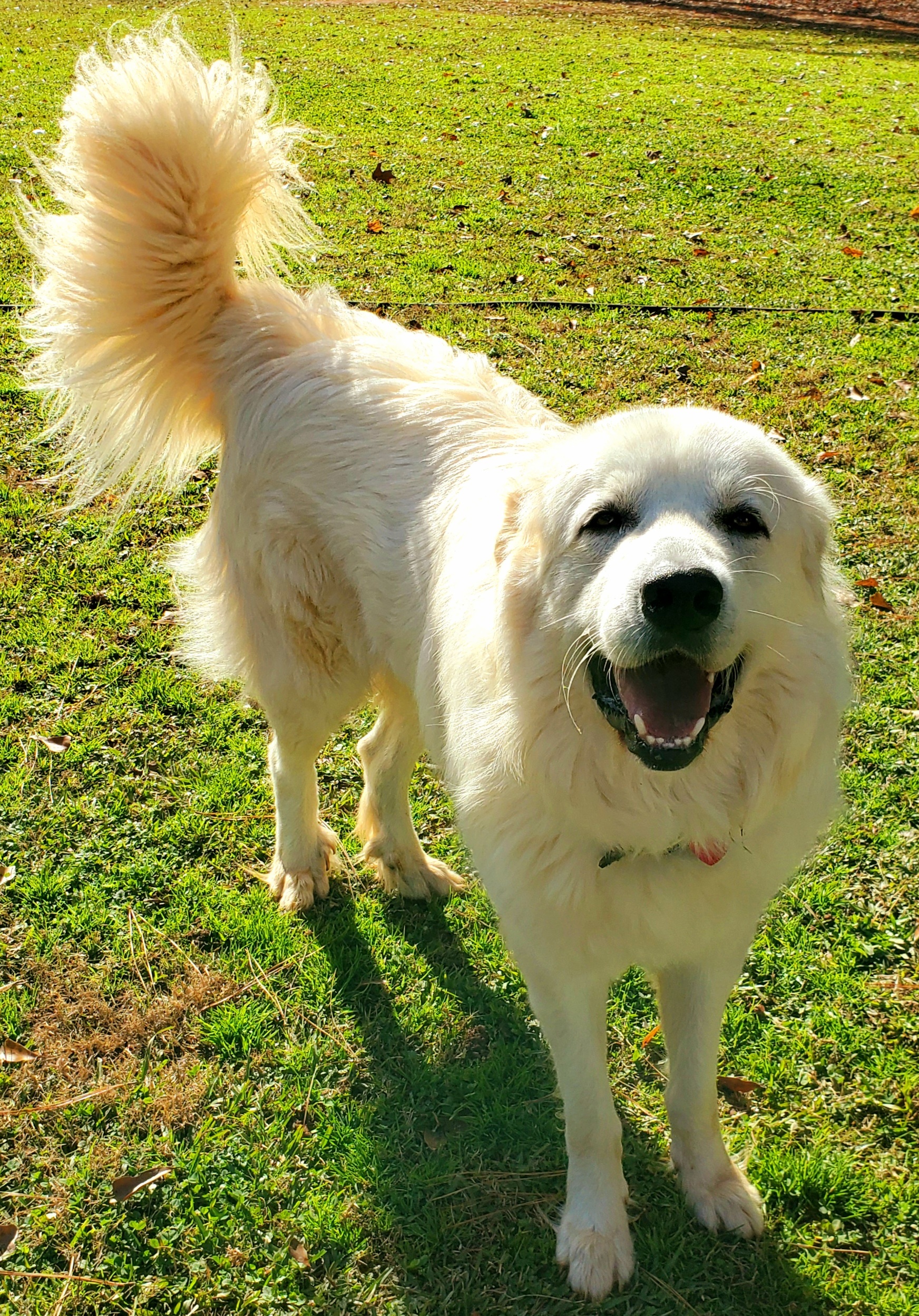 Cooper, an adoptable Great Pyrenees in Newnan, GA, 30263 | Photo Image 1