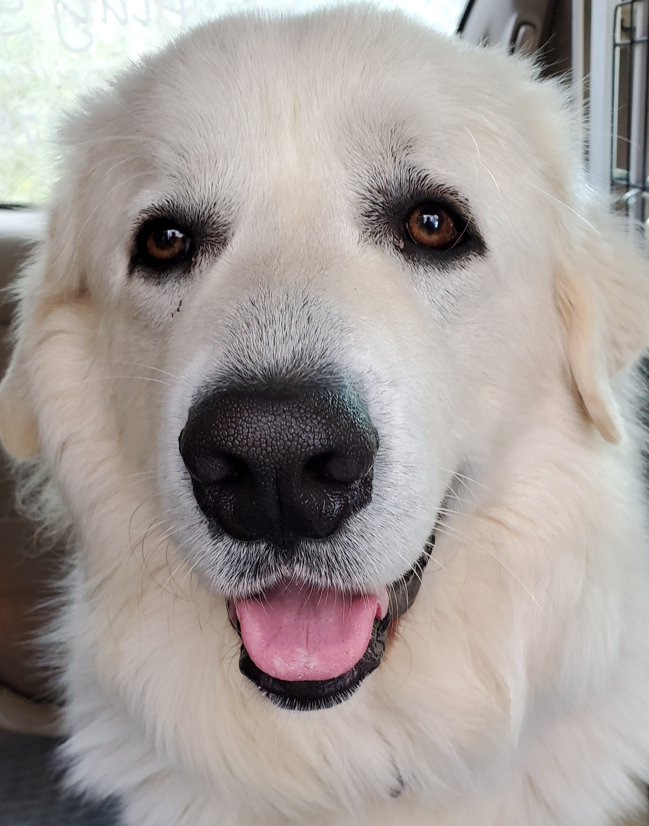 Cooper, an adoptable Great Pyrenees in Newnan, GA, 30263 | Photo Image 3