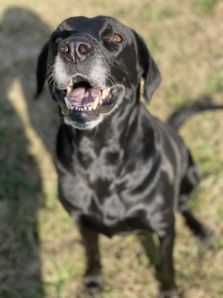 Sasha, an adopted Labrador Retriever in New Canaan, CT_image-2