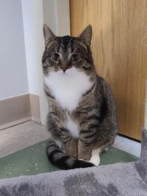 Cats For Adoption Near Hutchinson Mn Petfinder