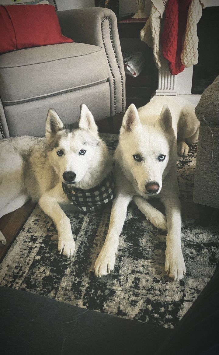 Zeus and Royal      BONDED PAIR 5