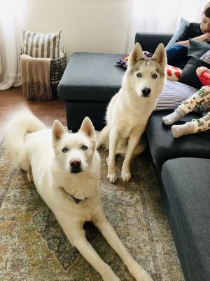 Zeus and Royal      BONDED PAIR