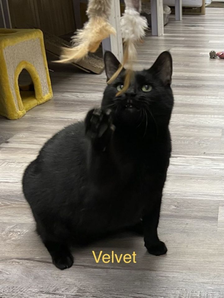 Velvet, an adoptable Domestic Short Hair in Euclid, OH_image-1