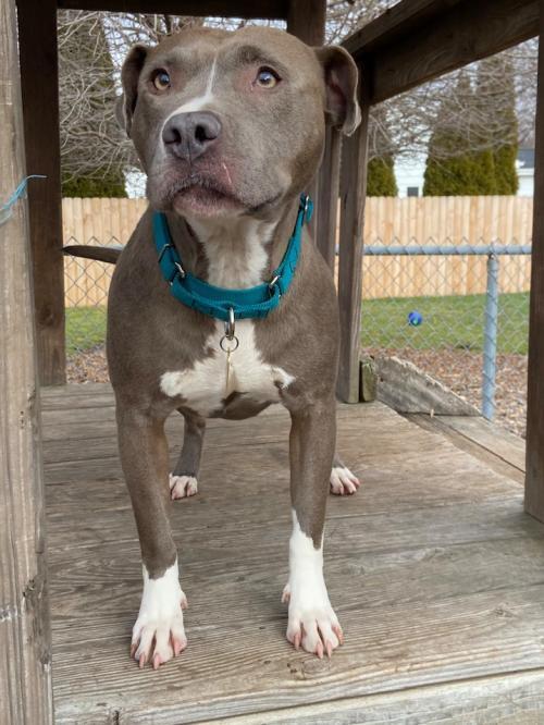 Louise, an adoptable Pit Bull Terrier in Belleville, MI_image-4