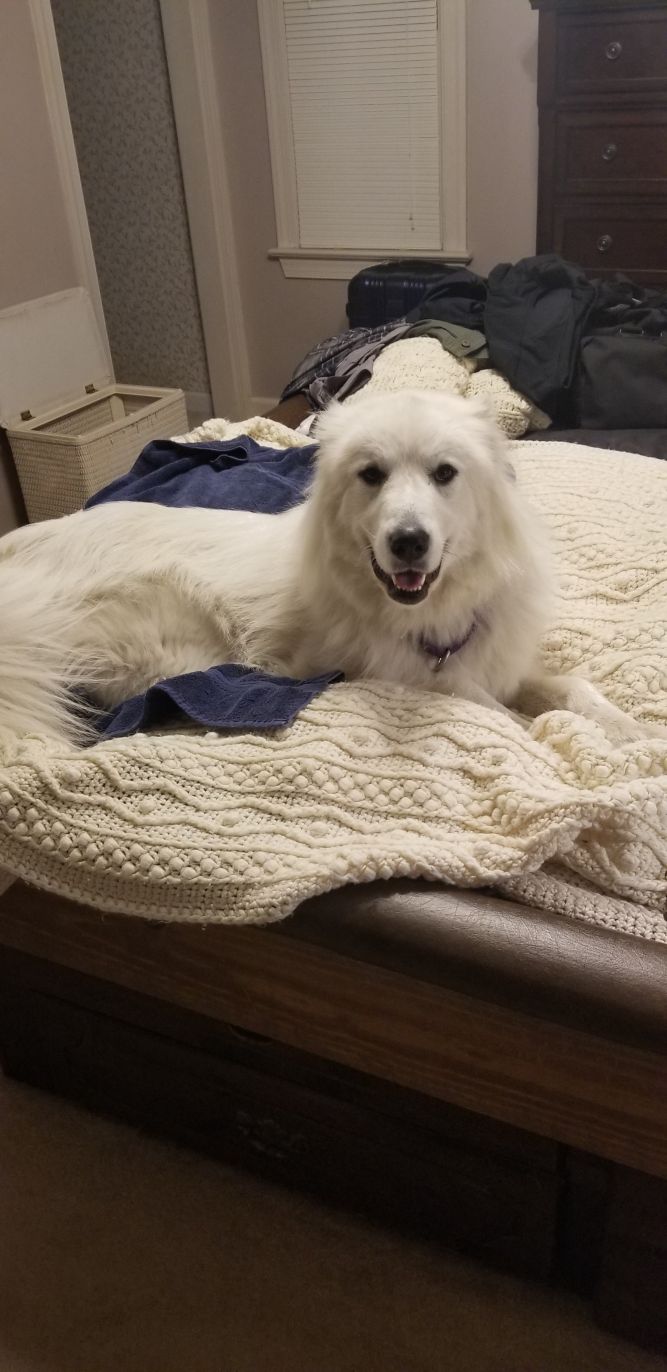 Dog bed hotsell for great pyrenees