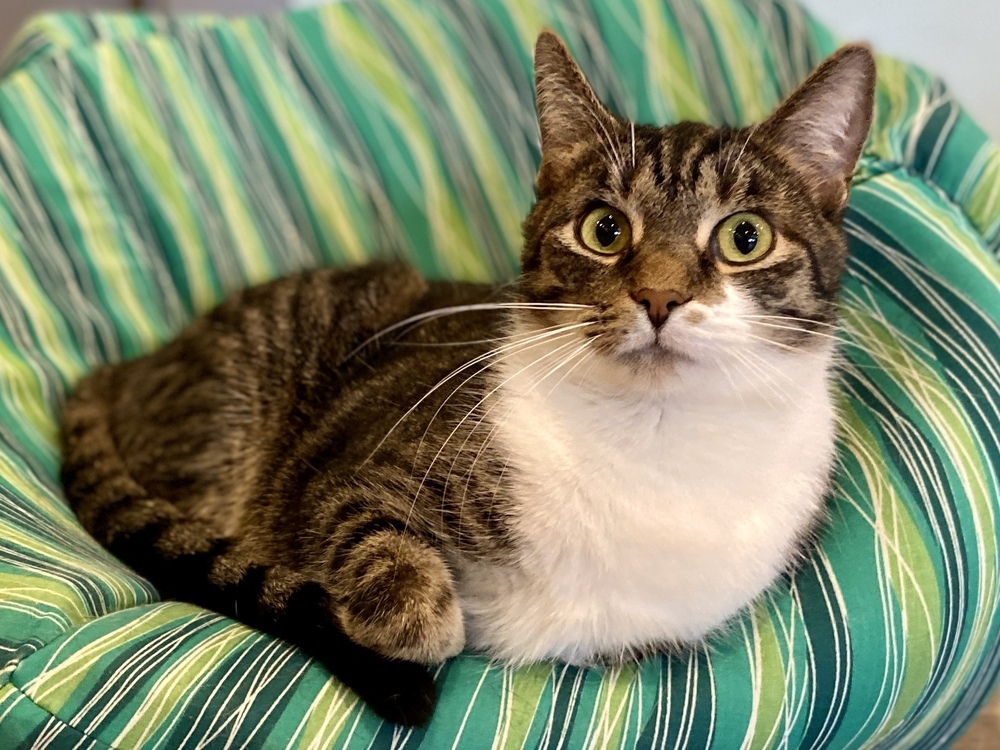 Neco, an adoptable Domestic Short Hair in New Cumberland, WV, 26047 | Photo Image 1