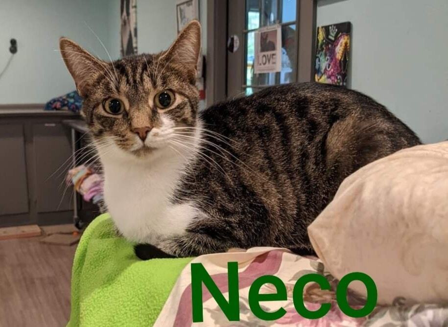 Neco, an adoptable Domestic Short Hair in New Cumberland, WV, 26047 | Photo Image 3