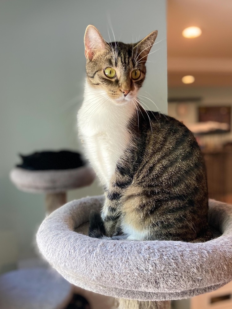 Neco, an adoptable Domestic Short Hair in New Cumberland, WV, 26047 | Photo Image 4