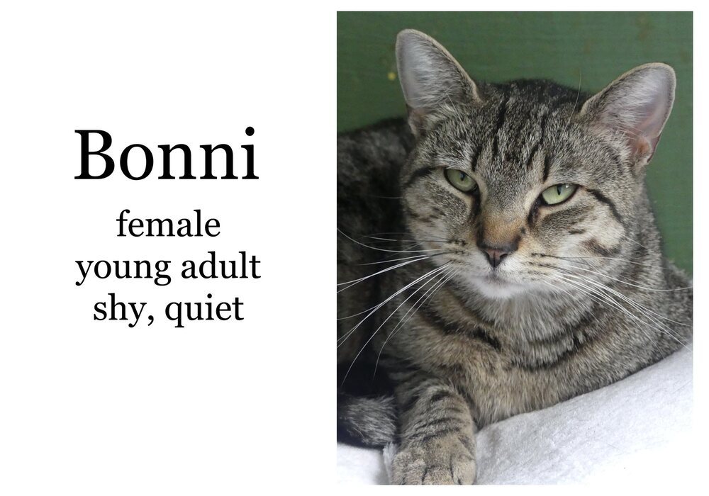 Bonni, an adoptable Tabby in New Cumberland, WV, 26047 | Photo Image 2