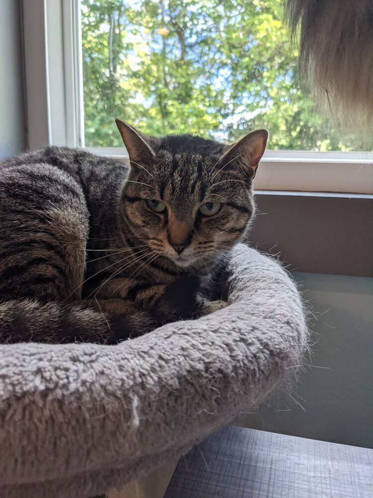 Bonni, an adoptable Tabby in New Cumberland, WV, 26047 | Photo Image 3