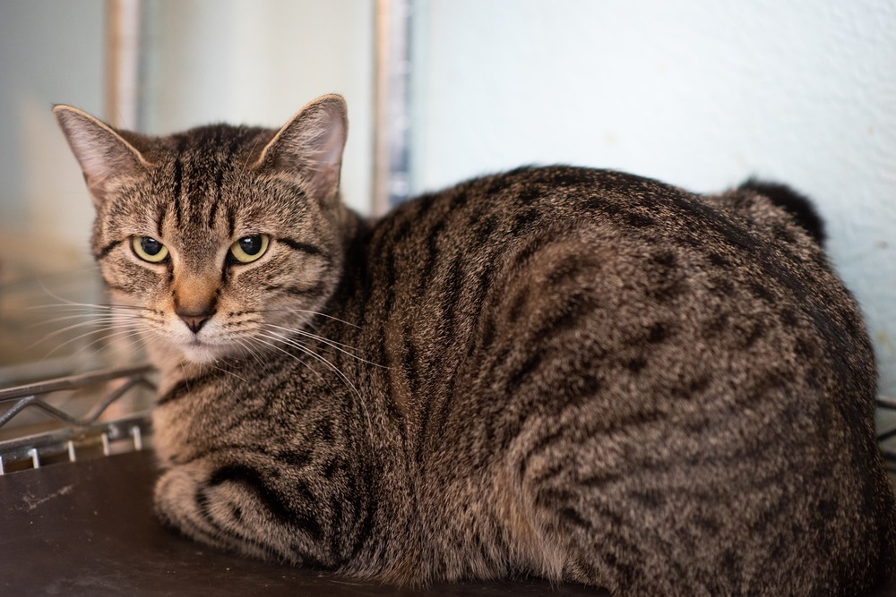 Bonni, an adoptable Tabby in New Cumberland, WV, 26047 | Photo Image 4