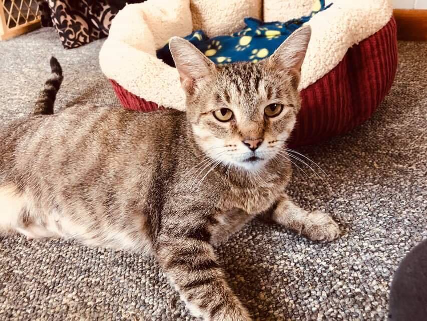 Bonni, an adoptable Tabby in New Cumberland, WV, 26047 | Photo Image 5