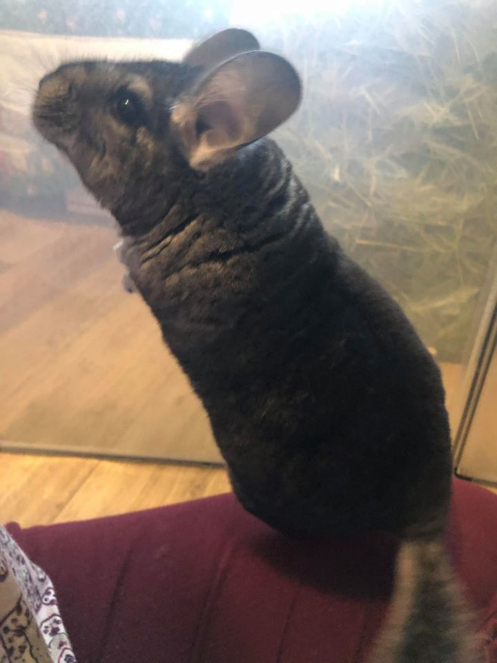 Holly, an adopted Chinchilla Mix in Newport Beach, CA_image-2