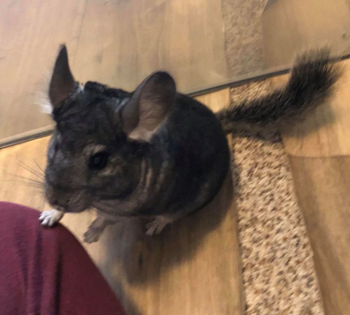 Holly, an adopted Chinchilla Mix in Newport Beach, CA_image-1