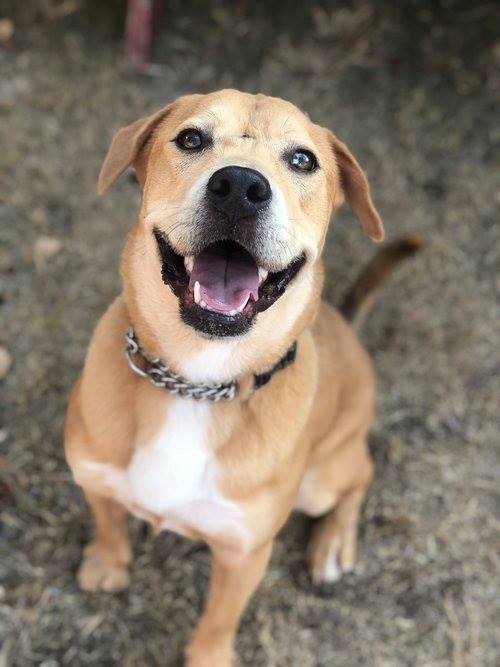 Cedar, a Labrador Retriever & Beagle Mix in La Mesa, CA