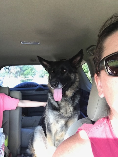 Dog For Adoption Nakita A German Shepherd Dog In Allegan Mi Petfinder
