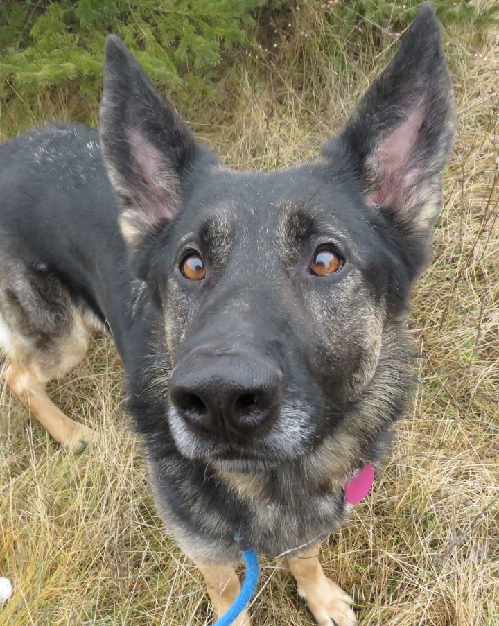 Dog For Adoption Nakita A German Shepherd Dog In Allegan Mi Petfinder