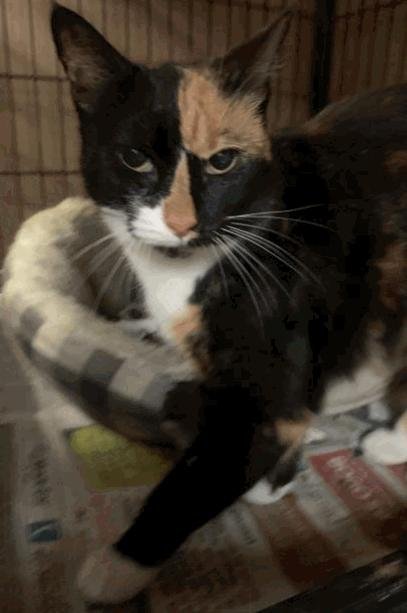 Trouble, an adoptable Calico in Jackson, MS, 39213 | Photo Image 1