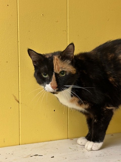 Trouble, an adoptable Calico in Jackson, MS, 39213 | Photo Image 2