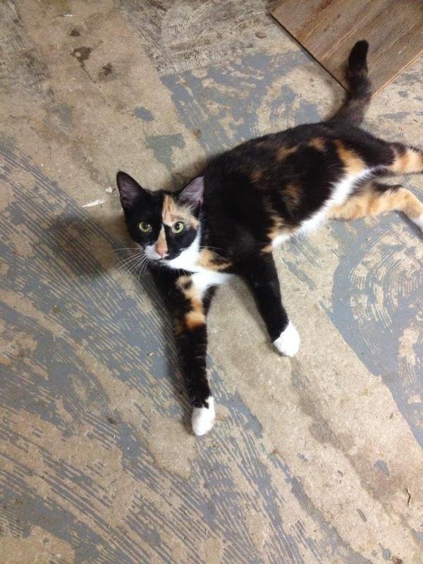 Trouble, an adoptable Calico in Jackson, MS, 39213 | Photo Image 3