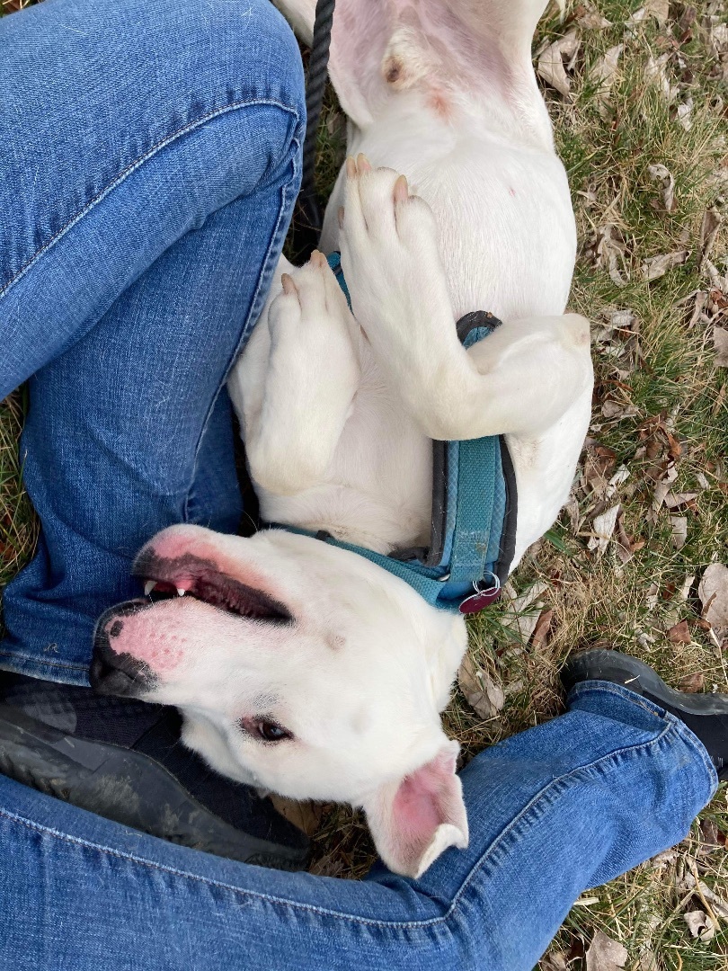 Boo, an adoptable Labrador Retriever in Indianapolis, IN, 46227 | Photo Image 2