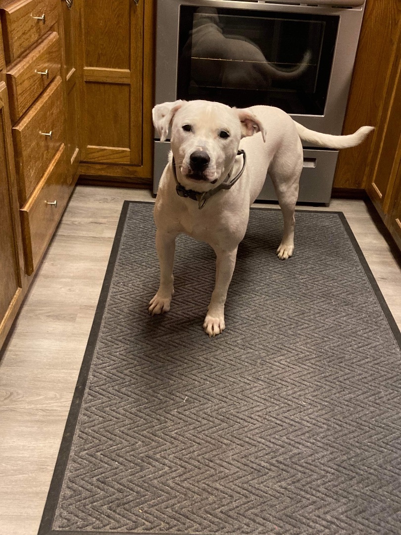 Boo, an adoptable Labrador Retriever in Indianapolis, IN, 46227 | Photo Image 3