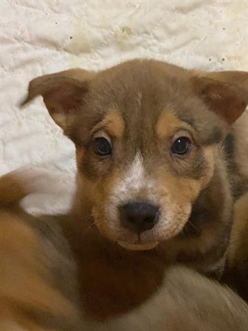 Pablo A175821, an adoptable German Shepherd Dog in Plano, TX, 75093 | Photo Image 7