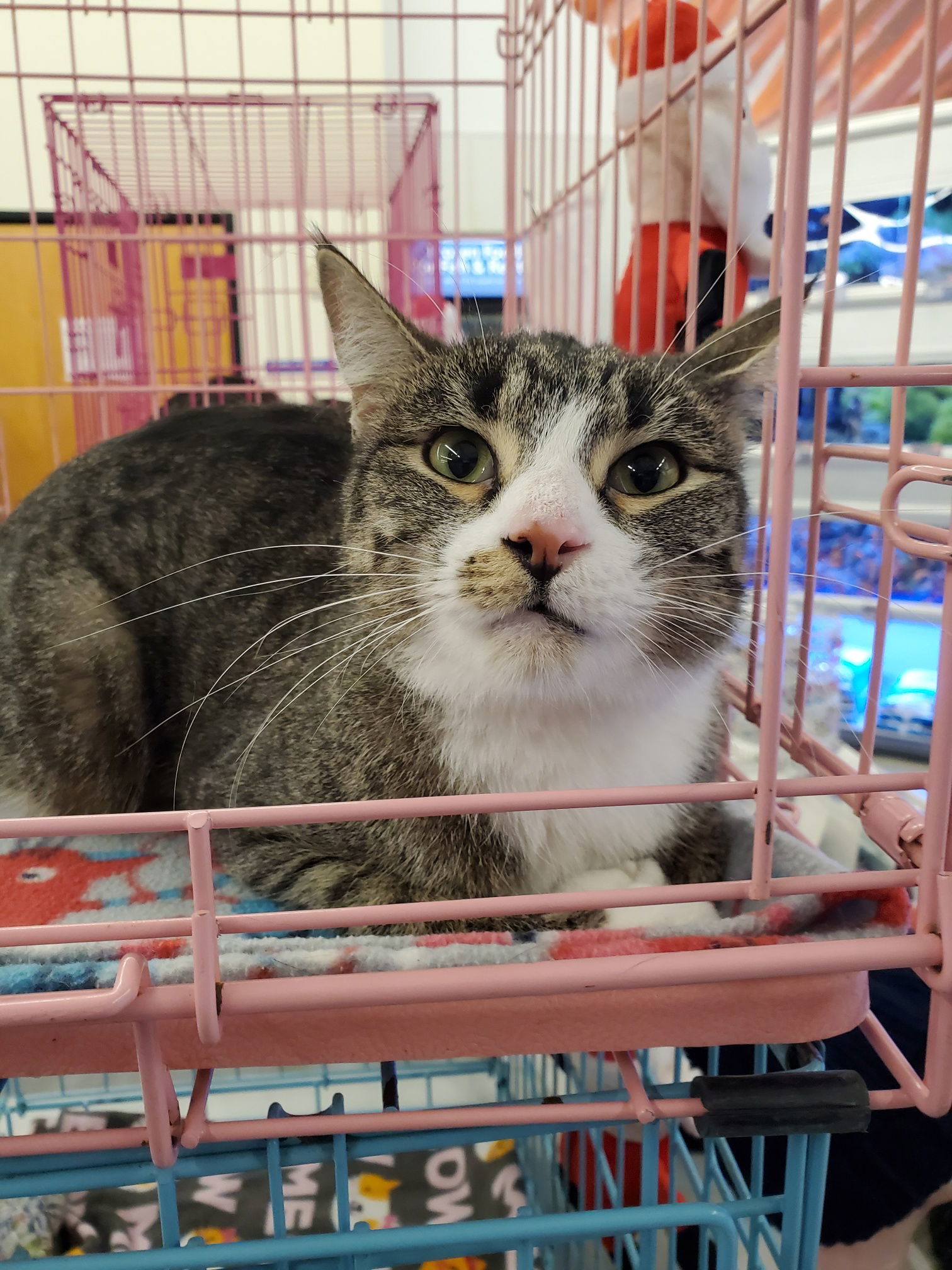 Nissy, an adoptable Domestic Short Hair in Crompond, NY, 10517 | Photo Image 1