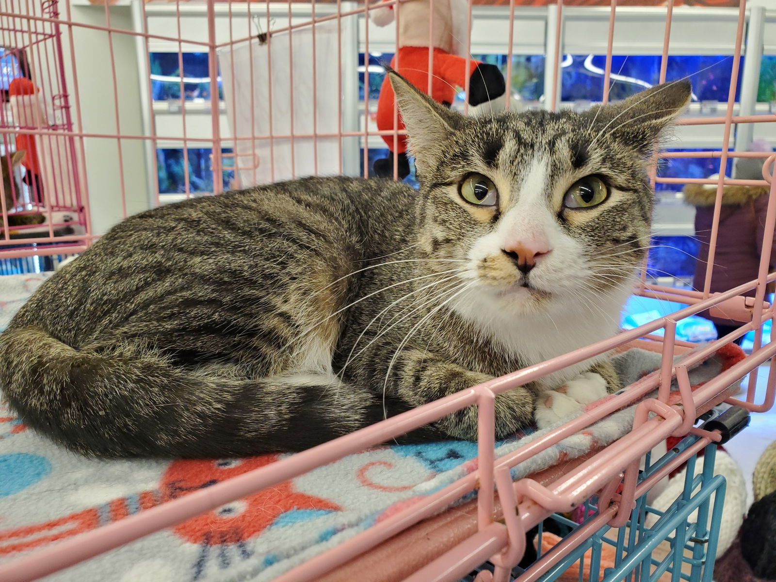 Nissy, an adoptable Domestic Short Hair in Crompond, NY, 10517 | Photo Image 2