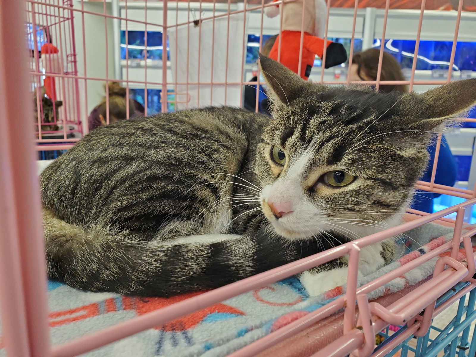 Nissy, an adoptable Domestic Short Hair in Crompond, NY, 10517 | Photo Image 3